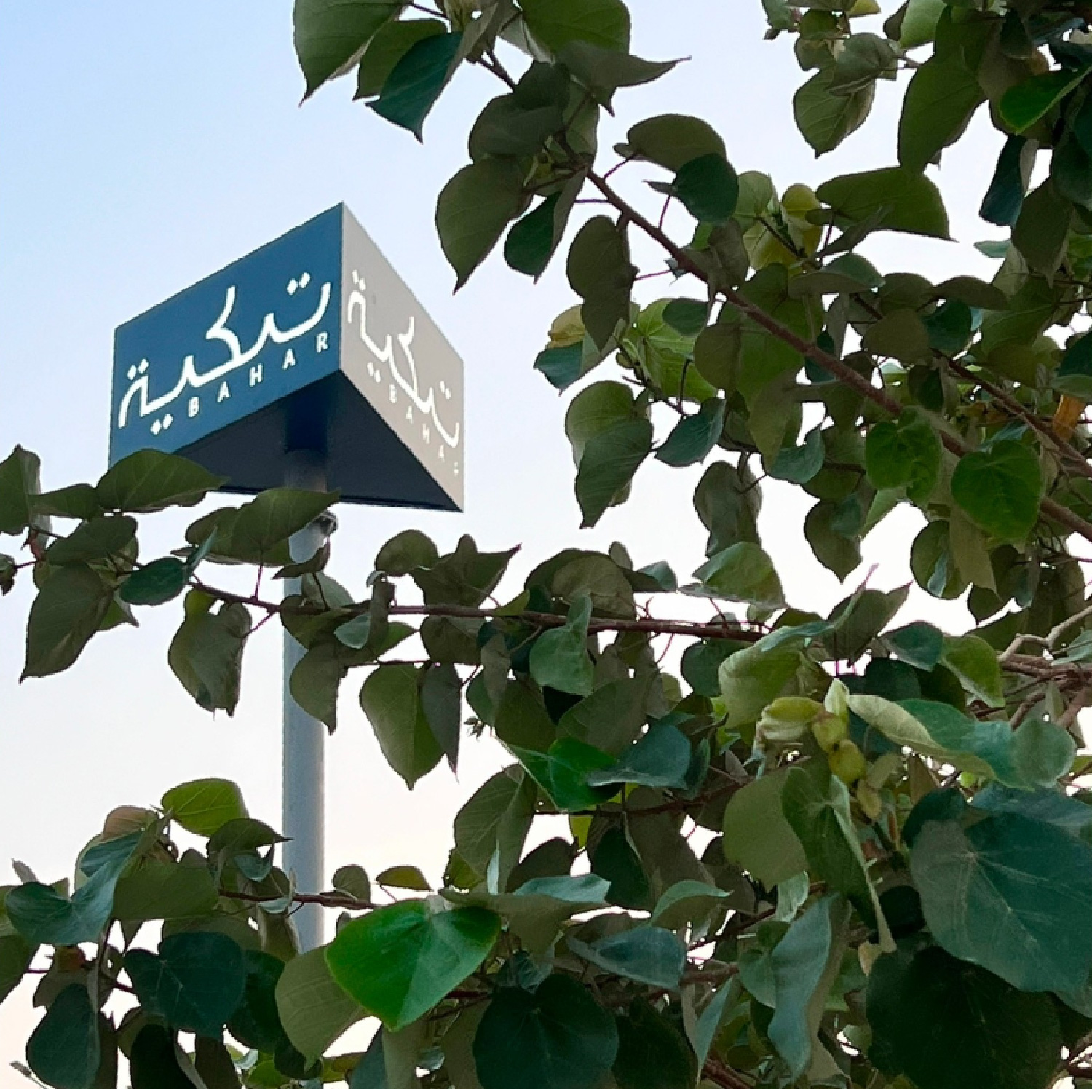 فعاليات تكية بحر